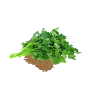 Straight leaves parsley
