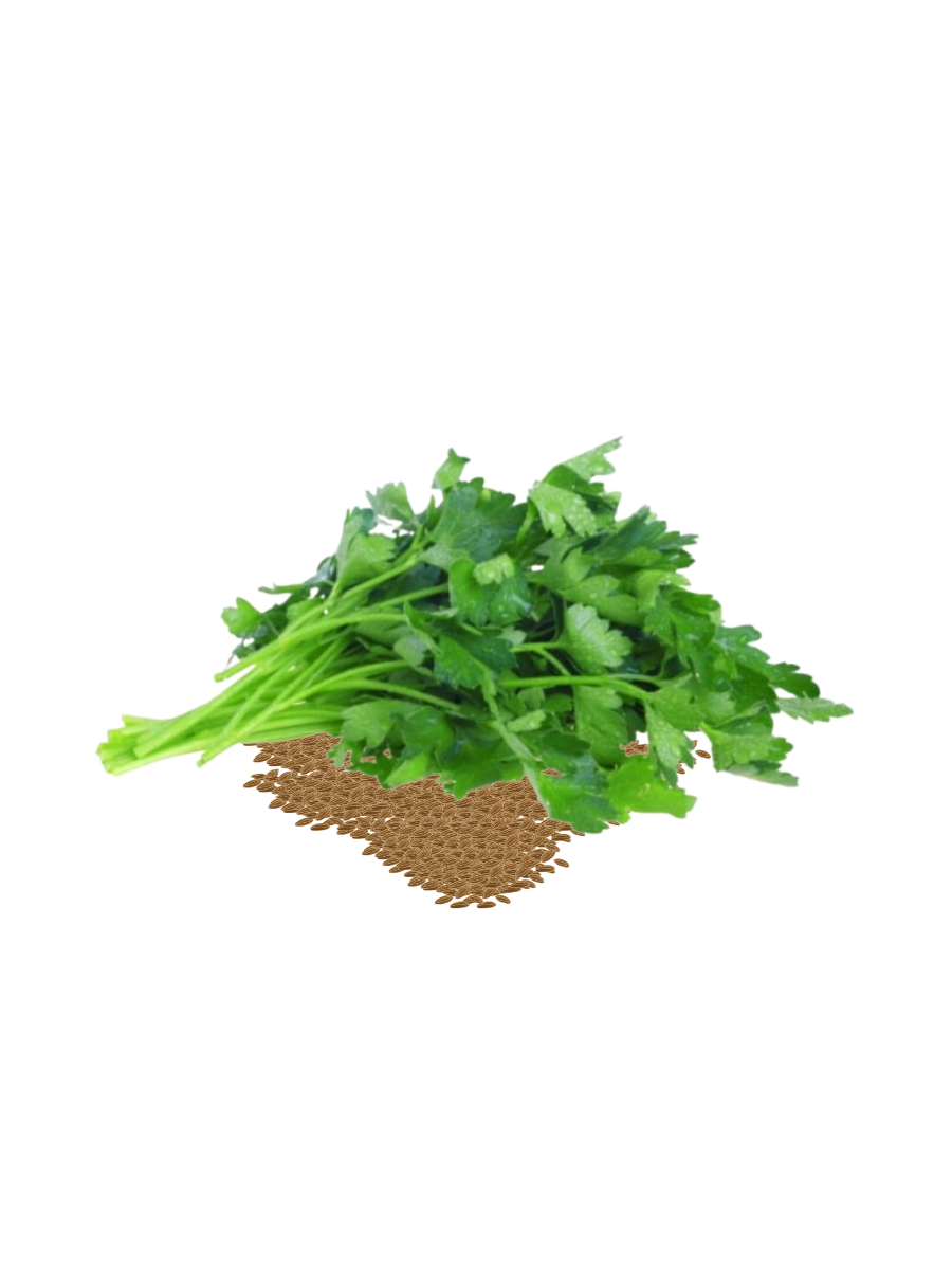Straight leaves parsley